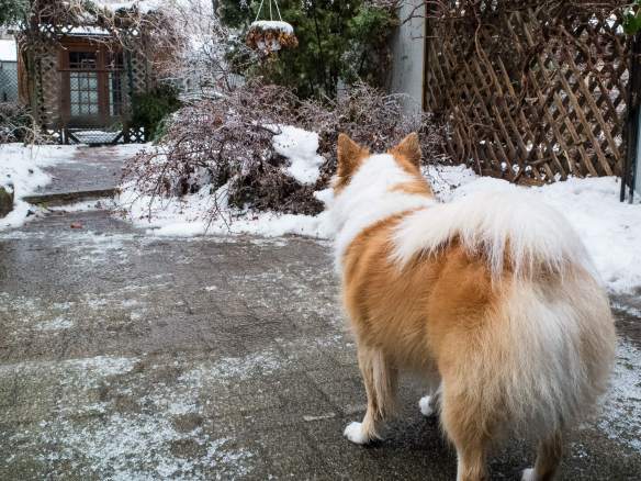 Viggo taking in the icy pathway to the backyard