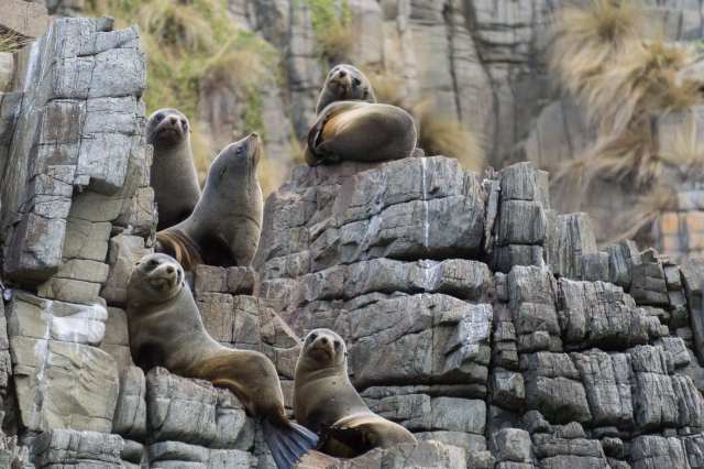 five fur seals look back at the creatures in the boat