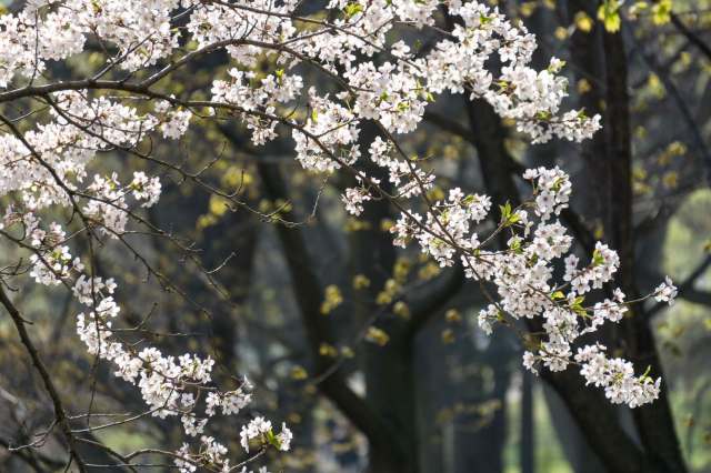 Cherry blossom branch