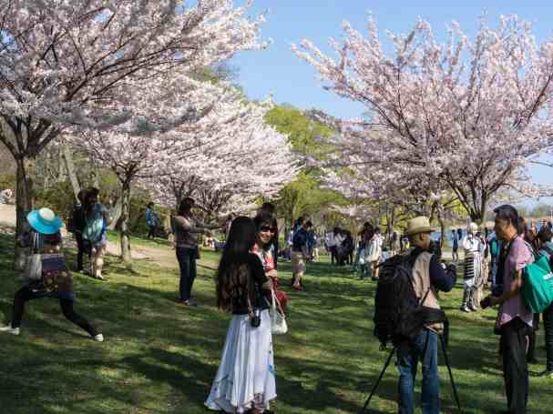 High Park visitors under the cherry blossoms