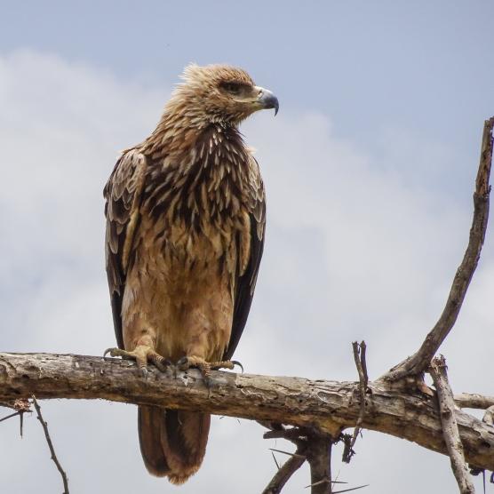 Ngorongoro bird -